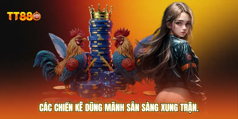 Các chiến kê dũng mãnh sẵn sàng xung trận