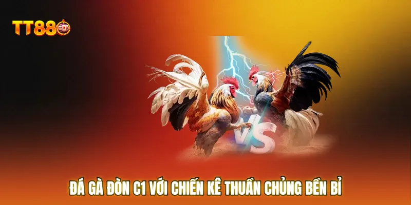 Đá gà đòn C1 với chiến kê thuần chủng bền bỉ