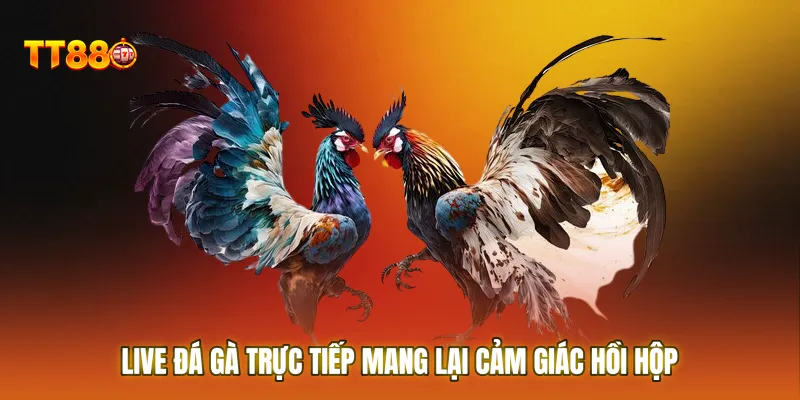 Live đá gà trực tiếp mang lại cảm giác hồi hộp